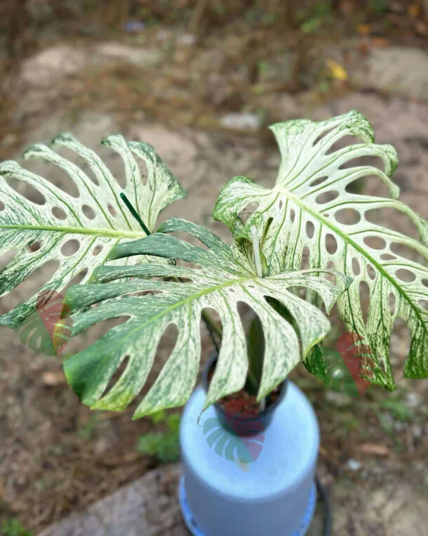 Monstera Devil Monster