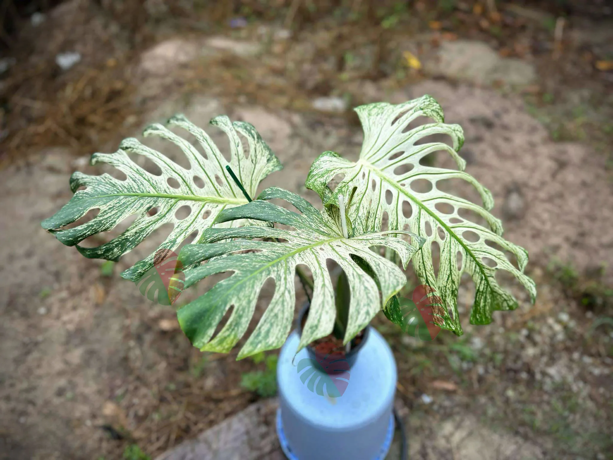 Monstera Devil Monster 3 feuilles Nr 2 1 Monstera Devil Monster
