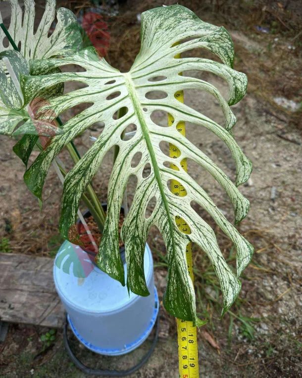 DevilMonster3leaves2 2