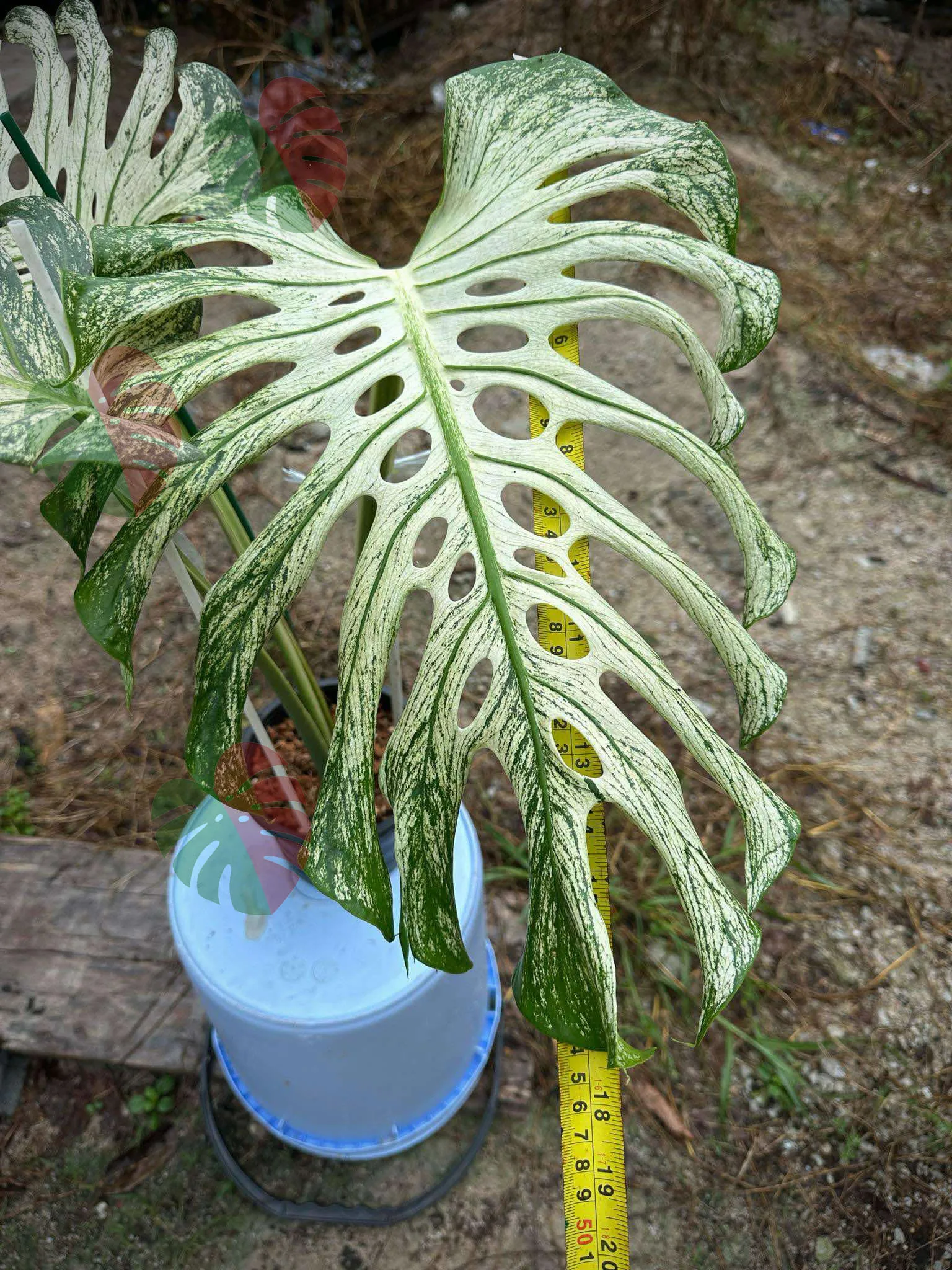 Monstera Devil Monster 3 feuilles Nr 2 2 Monstera Devil Monster 3 feuilles Nr 2 – Image 2