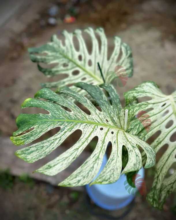 DevilMonster3leaves2 3