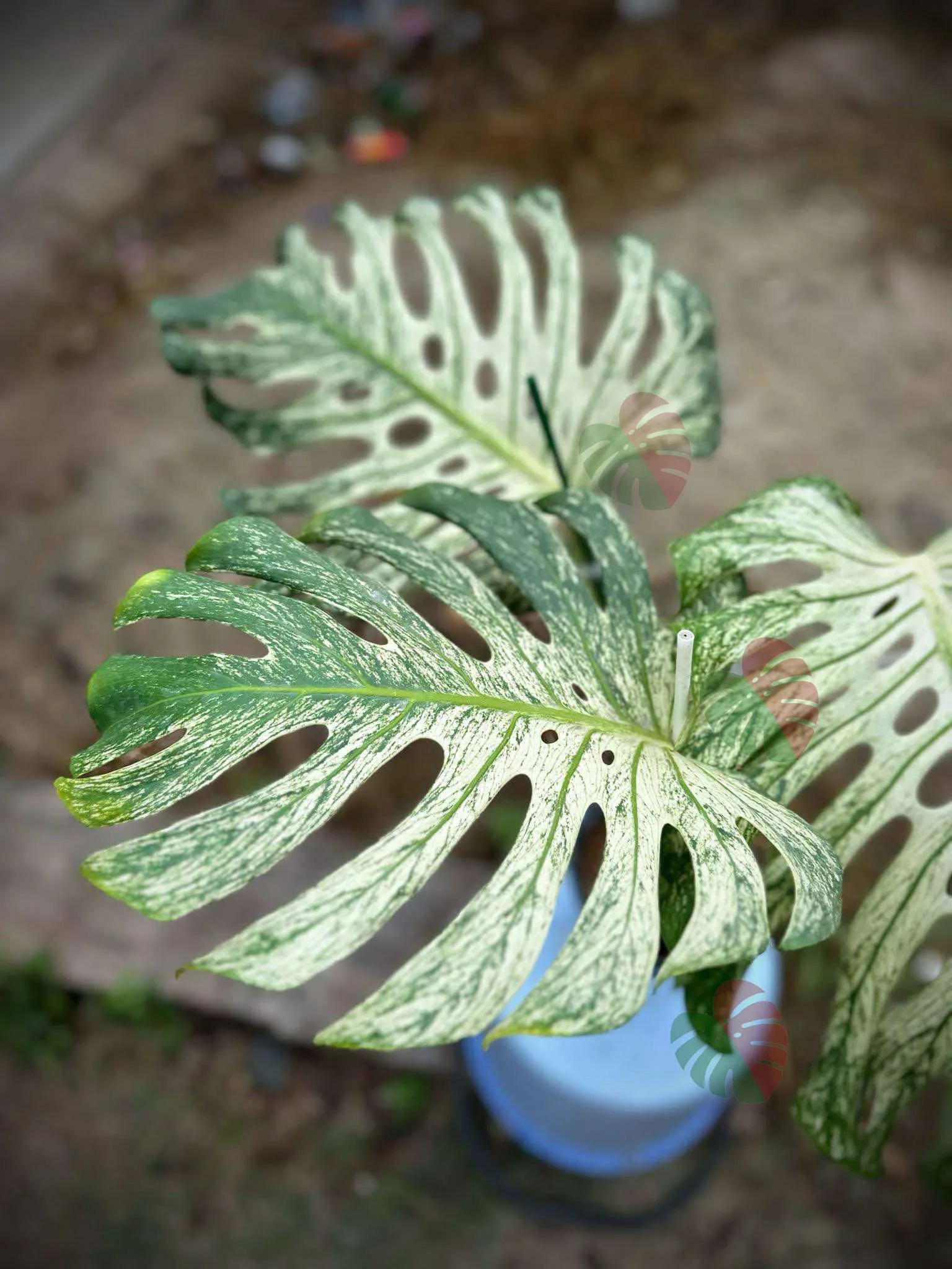 Monstera Devil Monster 3 feuilles Nr 2 3 Monstera Devil Monster 3 feuilles Nr 2 – Image 3