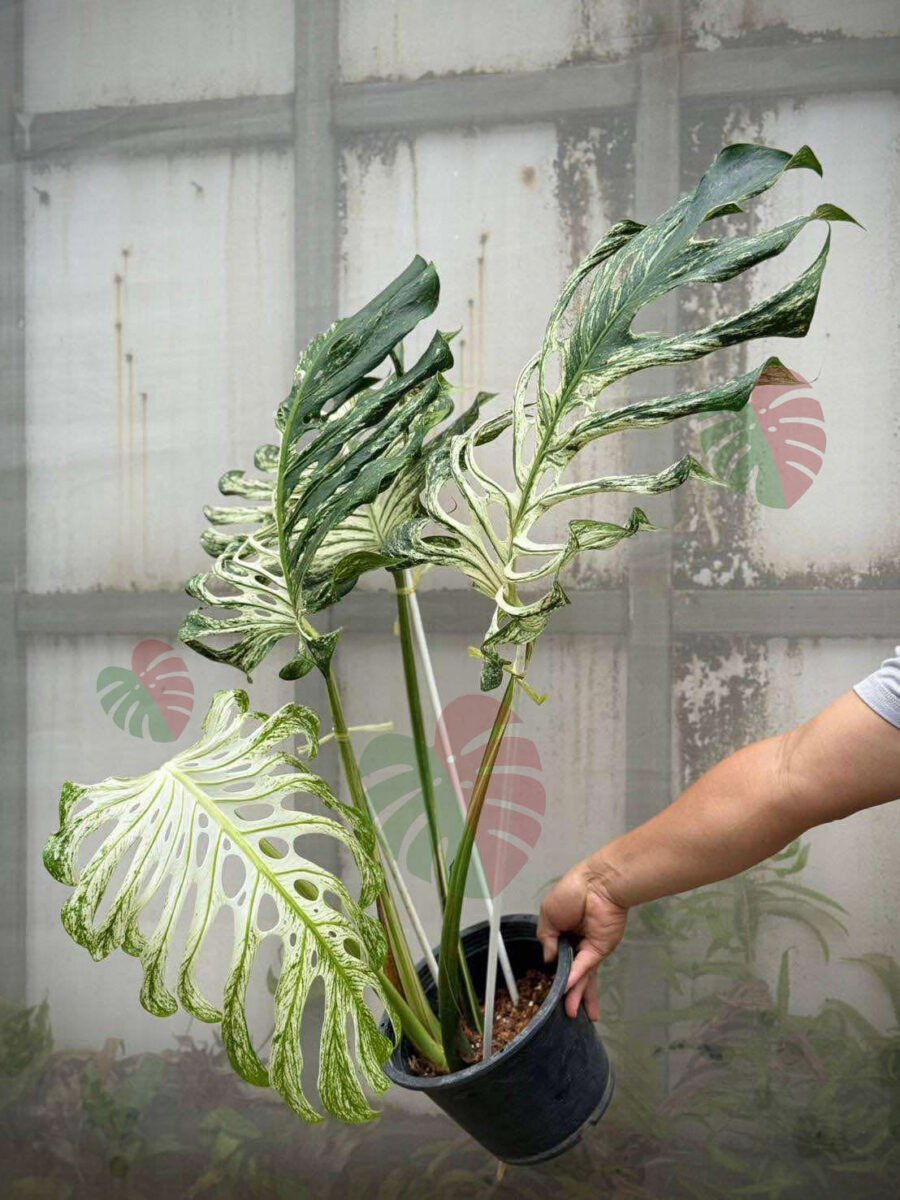 Monstera Devil Monster