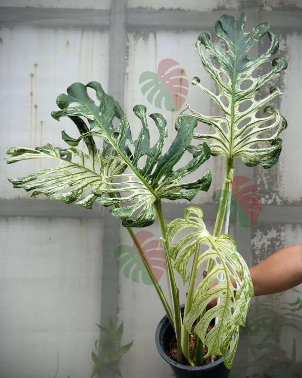 Monstera Devil Monster