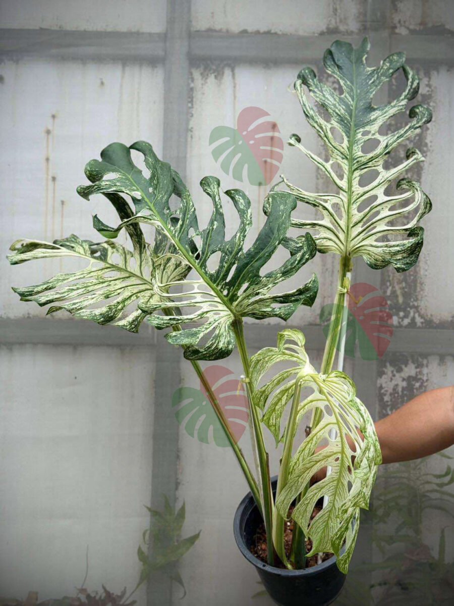 Monstera Devil Monster