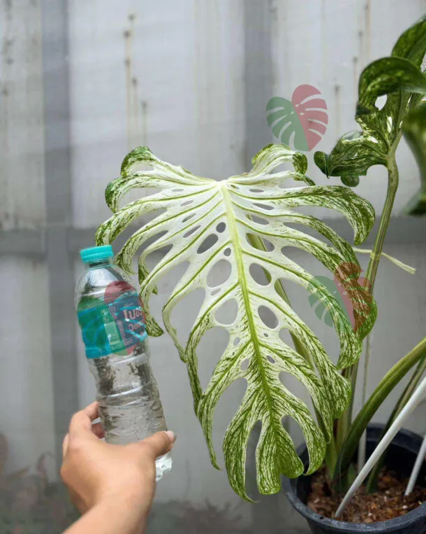 Monstera Devil Monster