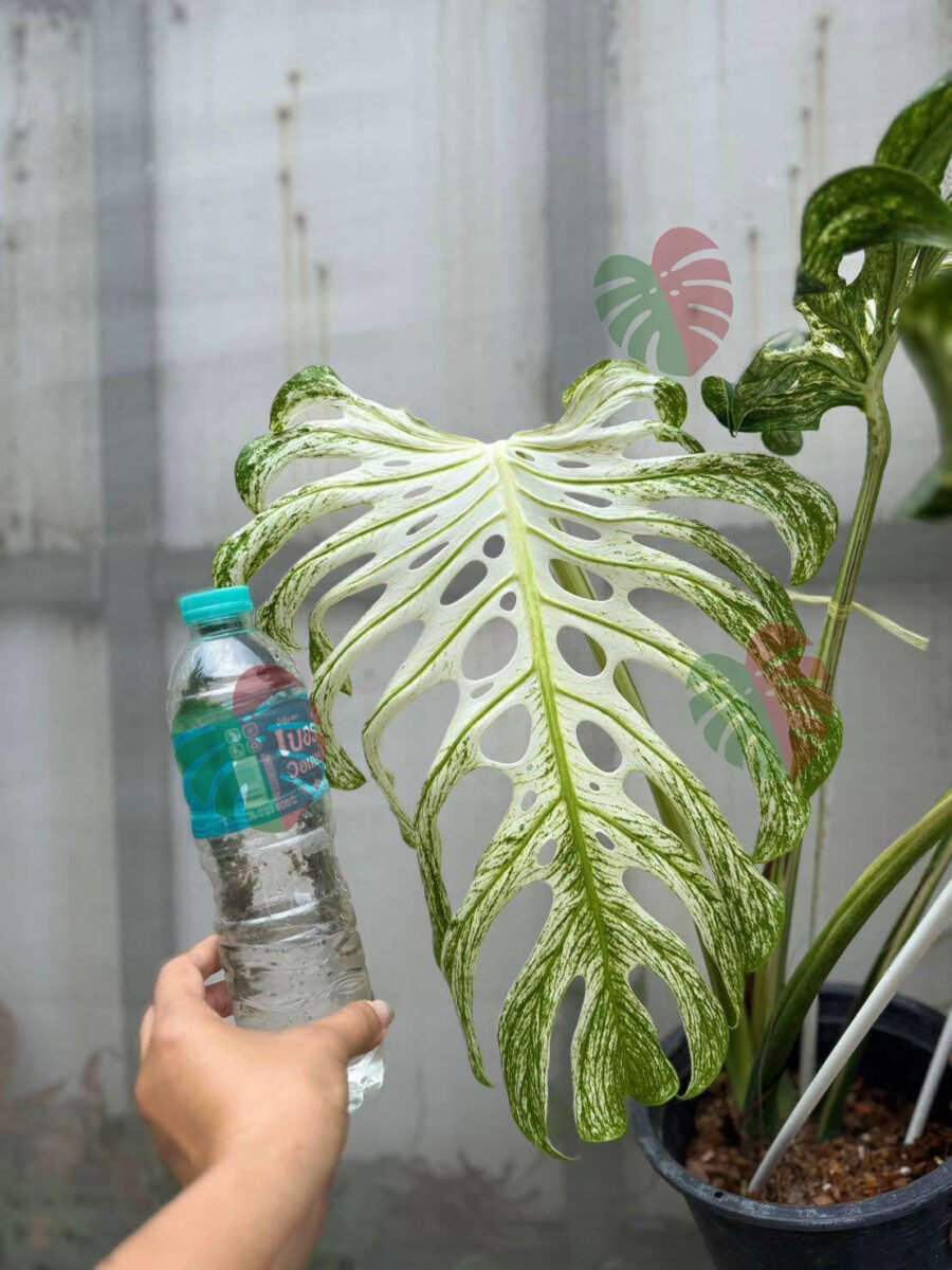 Monstera Devil Monster