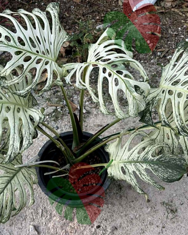 Monstera Devil Monster XXL