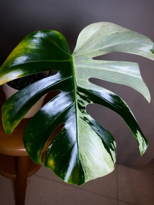 Monstera Jungle Mint( NoID) bouture N2 – Image 2