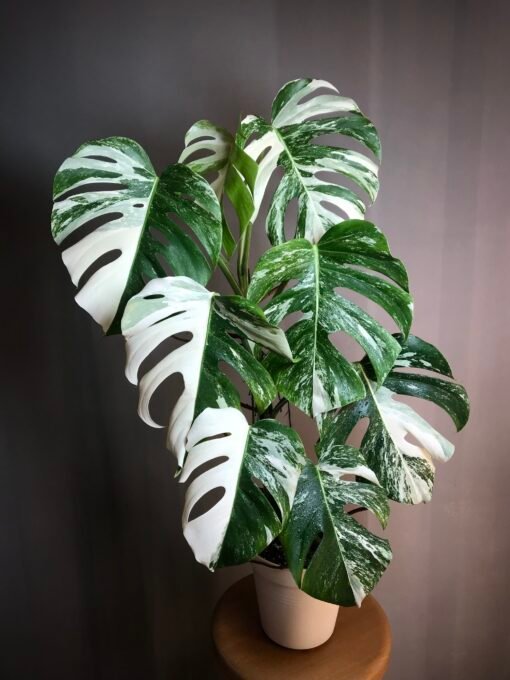 Monstera Albo Variegata N2