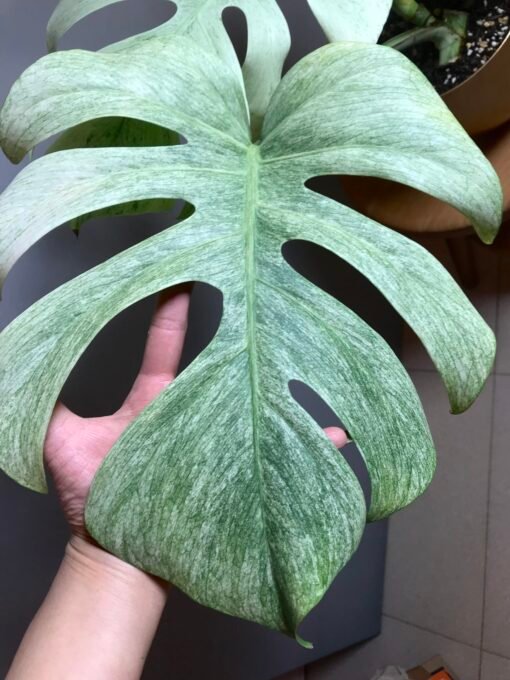 Monstera Jungle Mint ( NoID) N3 – Image 2