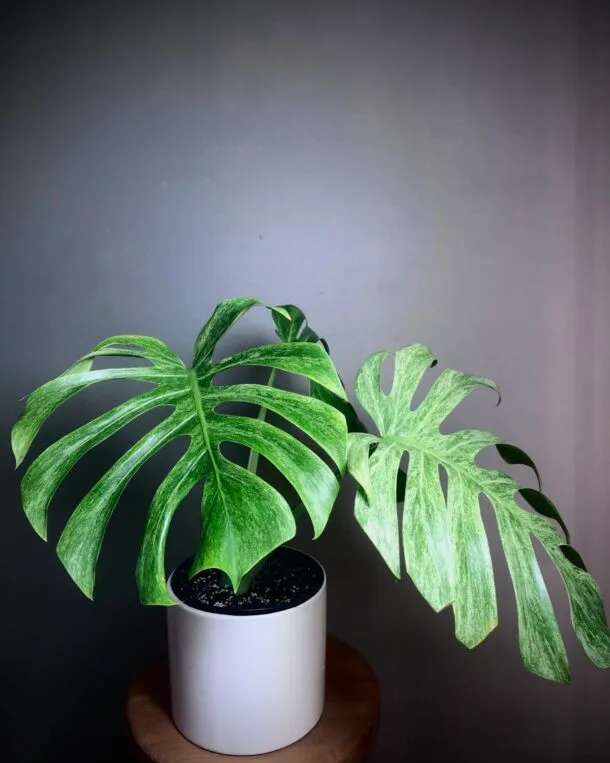 F3F85A93 D8D5 4A47 AFE5 DA9D45BED03A scaled