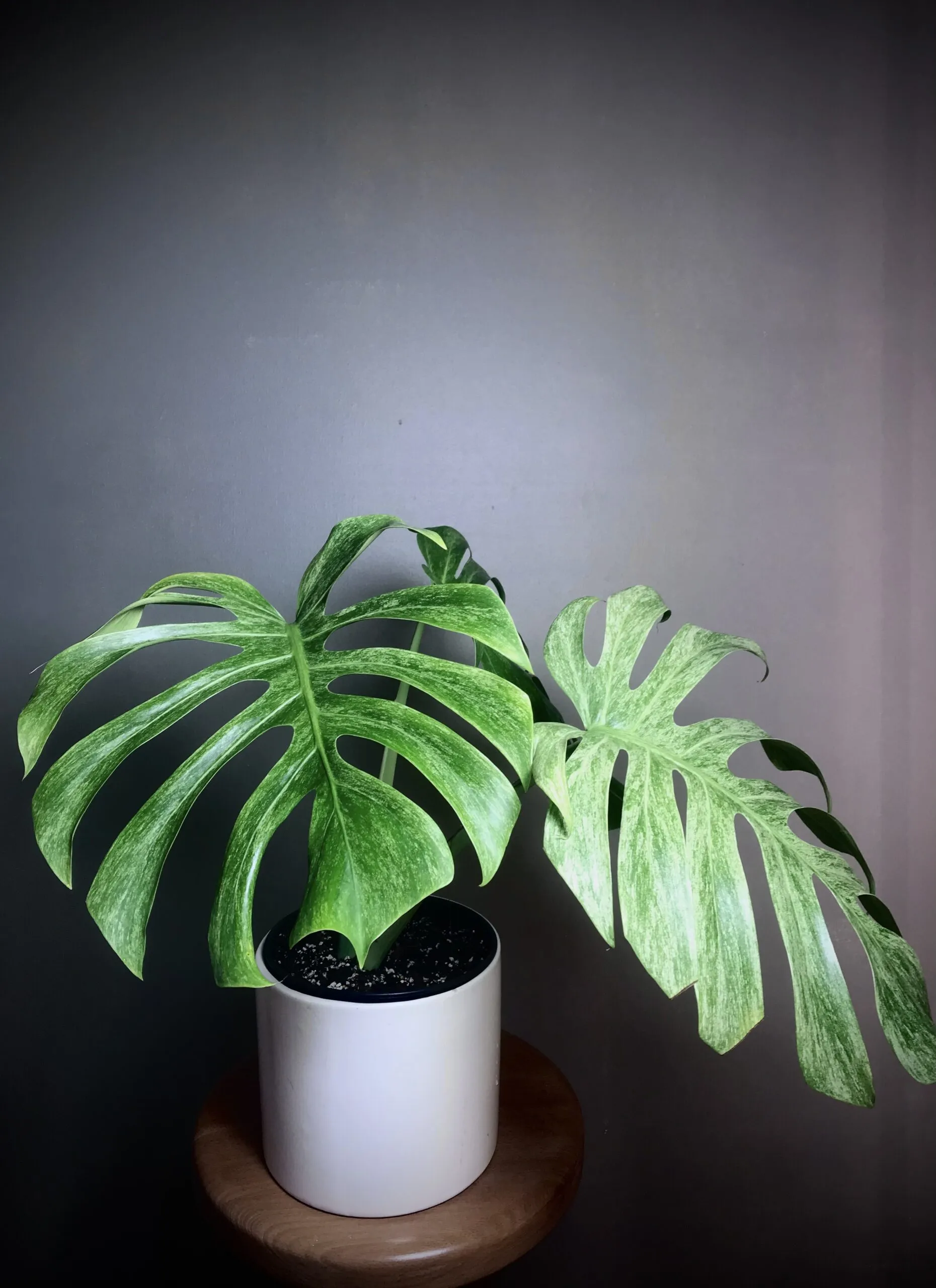 Monstera Jungle Mint (NoID) Fullmint N2 2 Monstera Jungle Mint (NoID) Fullmint N2 – Image 2