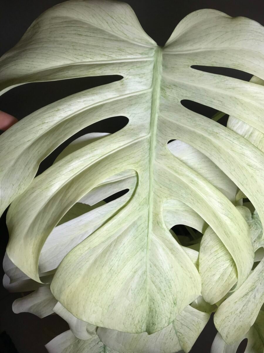 Monstera Jungle Mint ( NoID) sélection “Moonlight”🌔 – Image 3