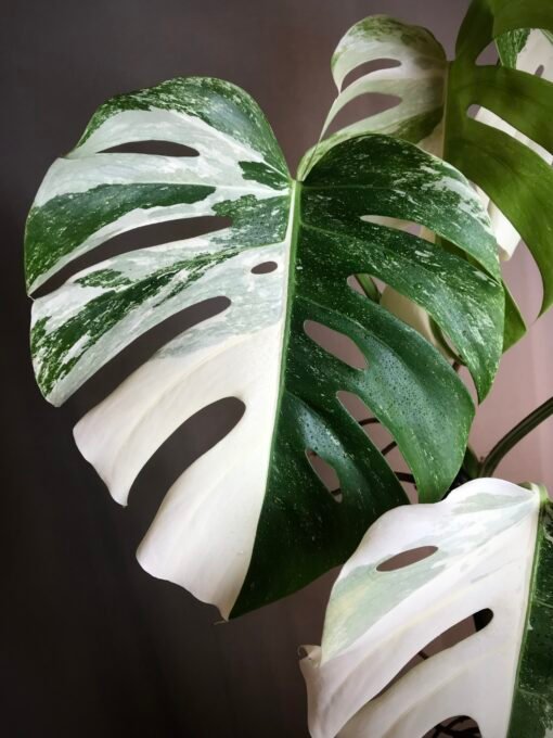 Monstera Albo Variegata N2 – Image 3