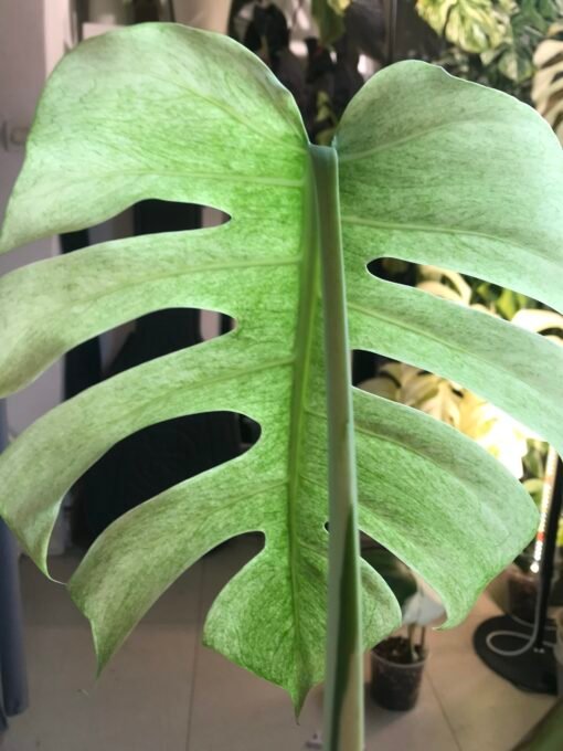 Monstera Jungle Mint ( NoID) N3 – Image 5