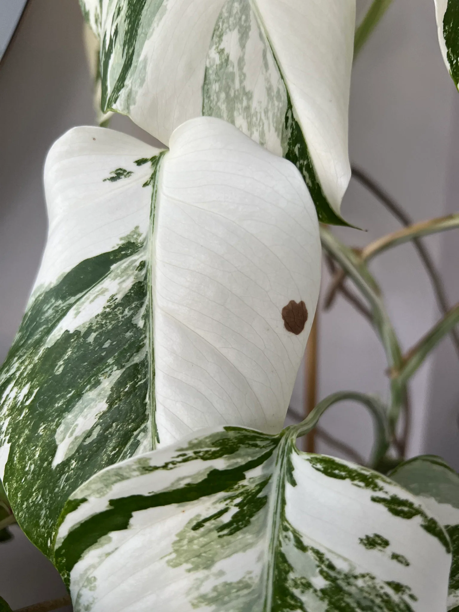 L'Arrosage de la Monstera Variegata