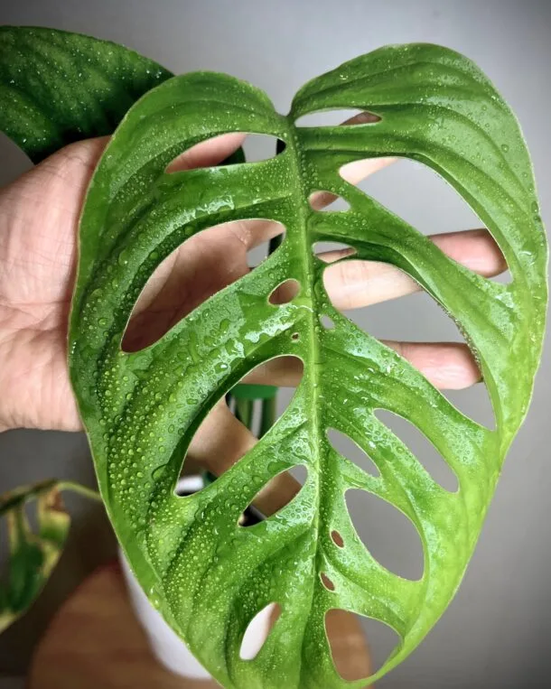 Monstera Epipremnum Esqueleto