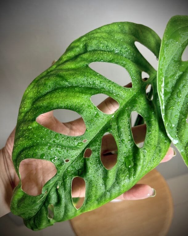 Monstera Epipremnum Esqueleto