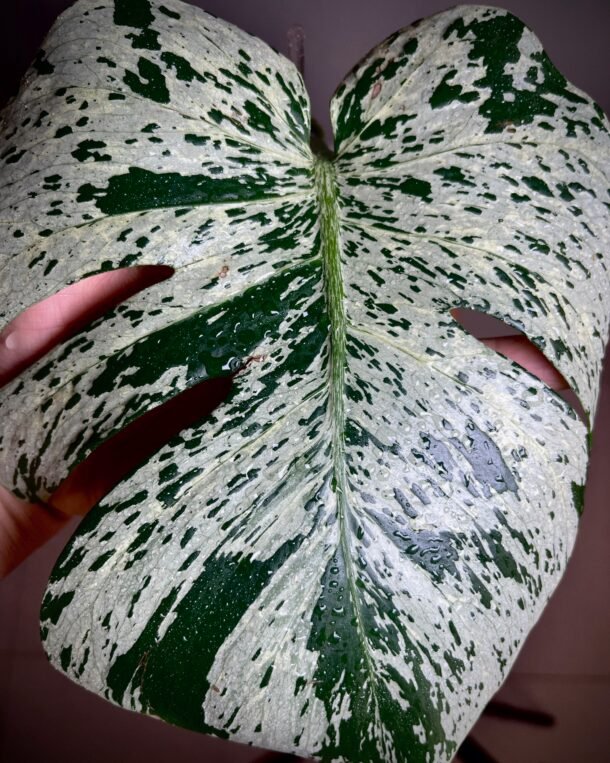 Monstera Deliciosa Bulbasaur