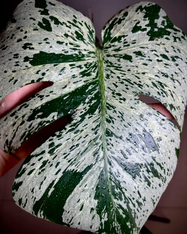 Monstera Deliciosa Bulbasaur