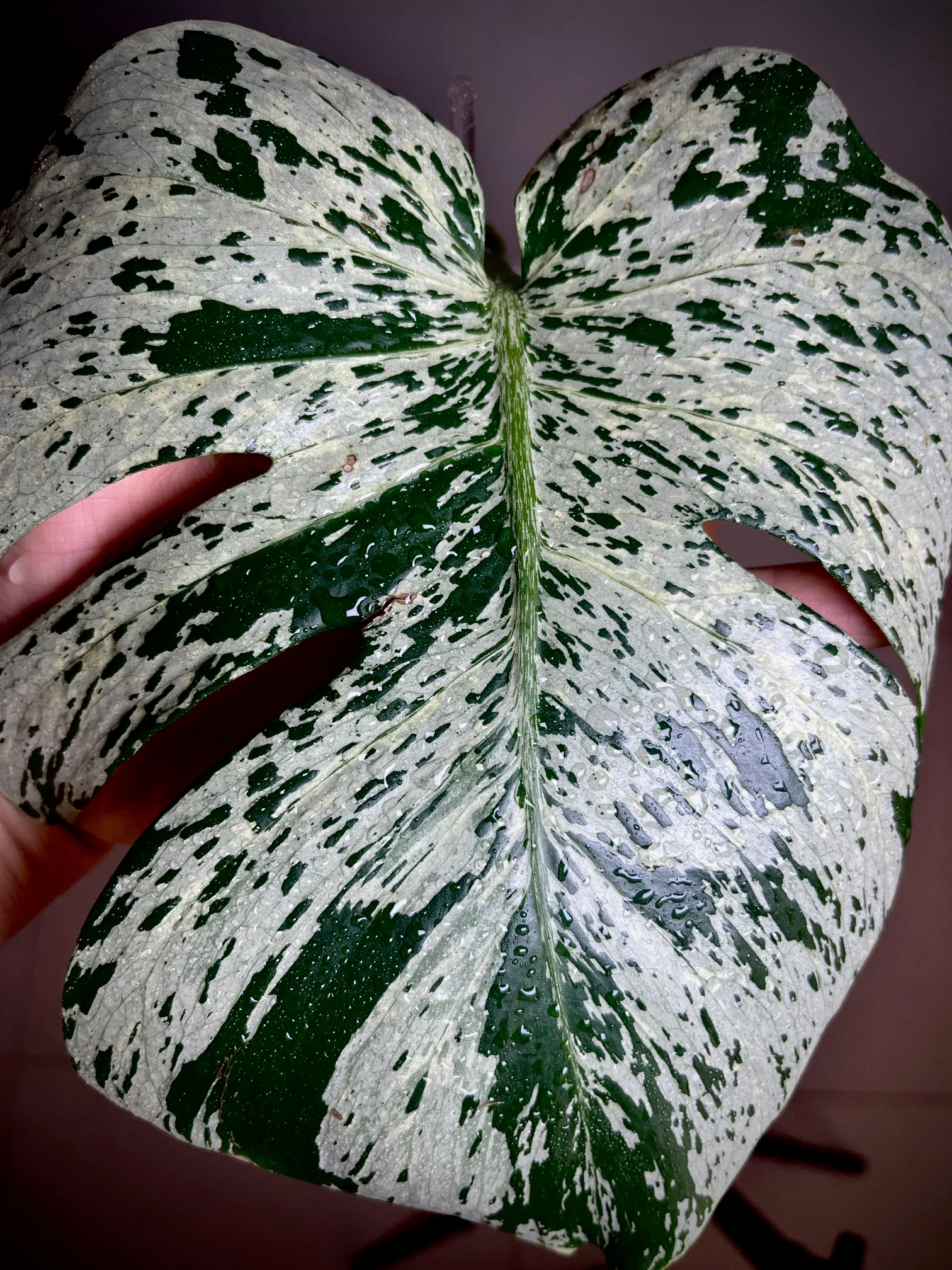 Monstera Deliciosa Bulbasaur