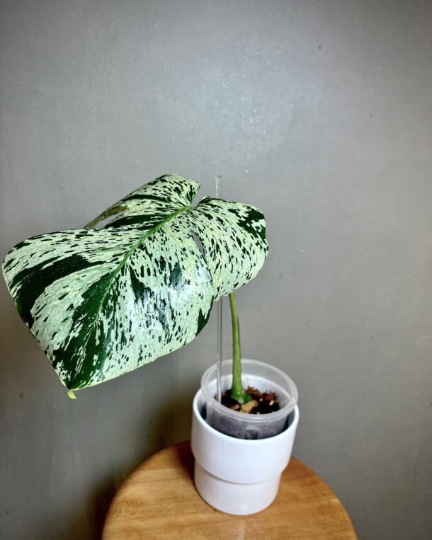 Monstera Deliciosa Bulbasaur