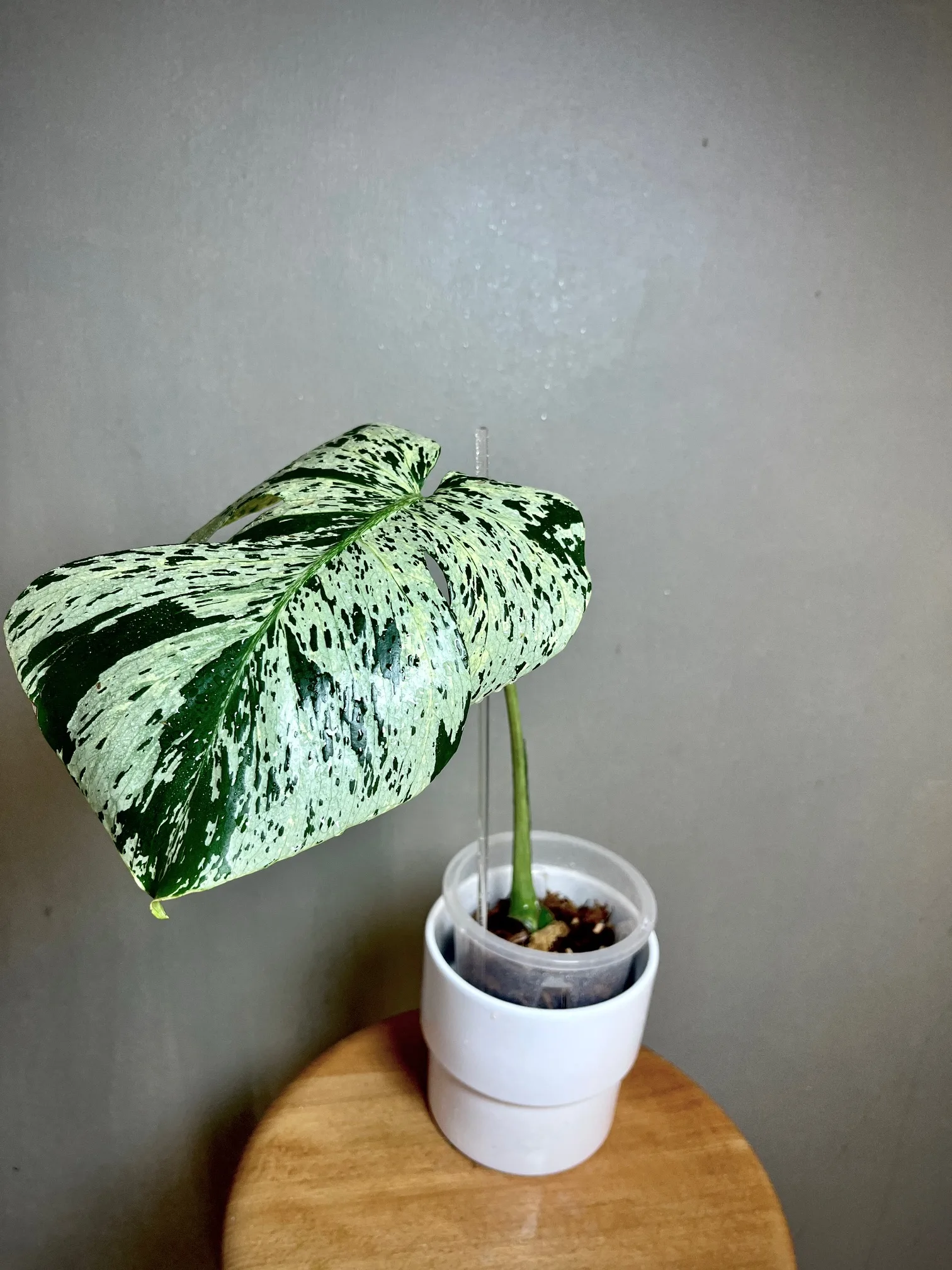 Monstera Deliciosa Bulbasaur