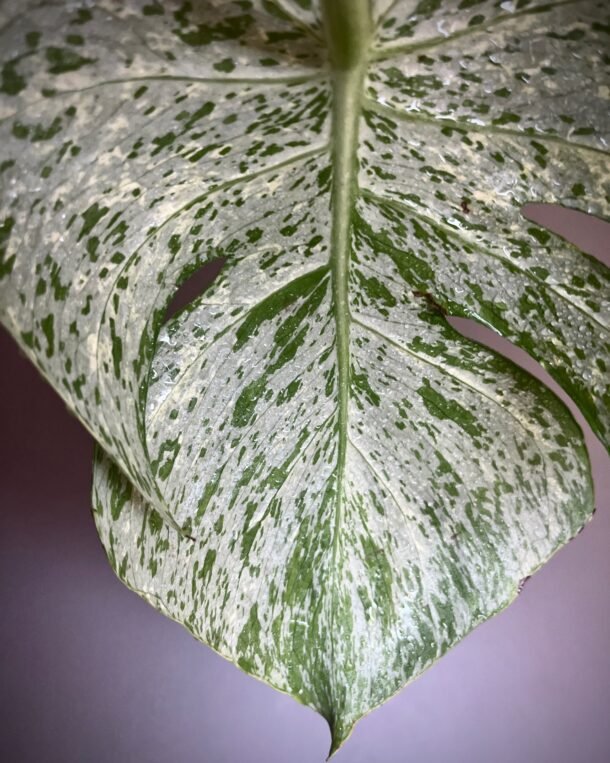 Monstera Deliciosa Bulbasaur