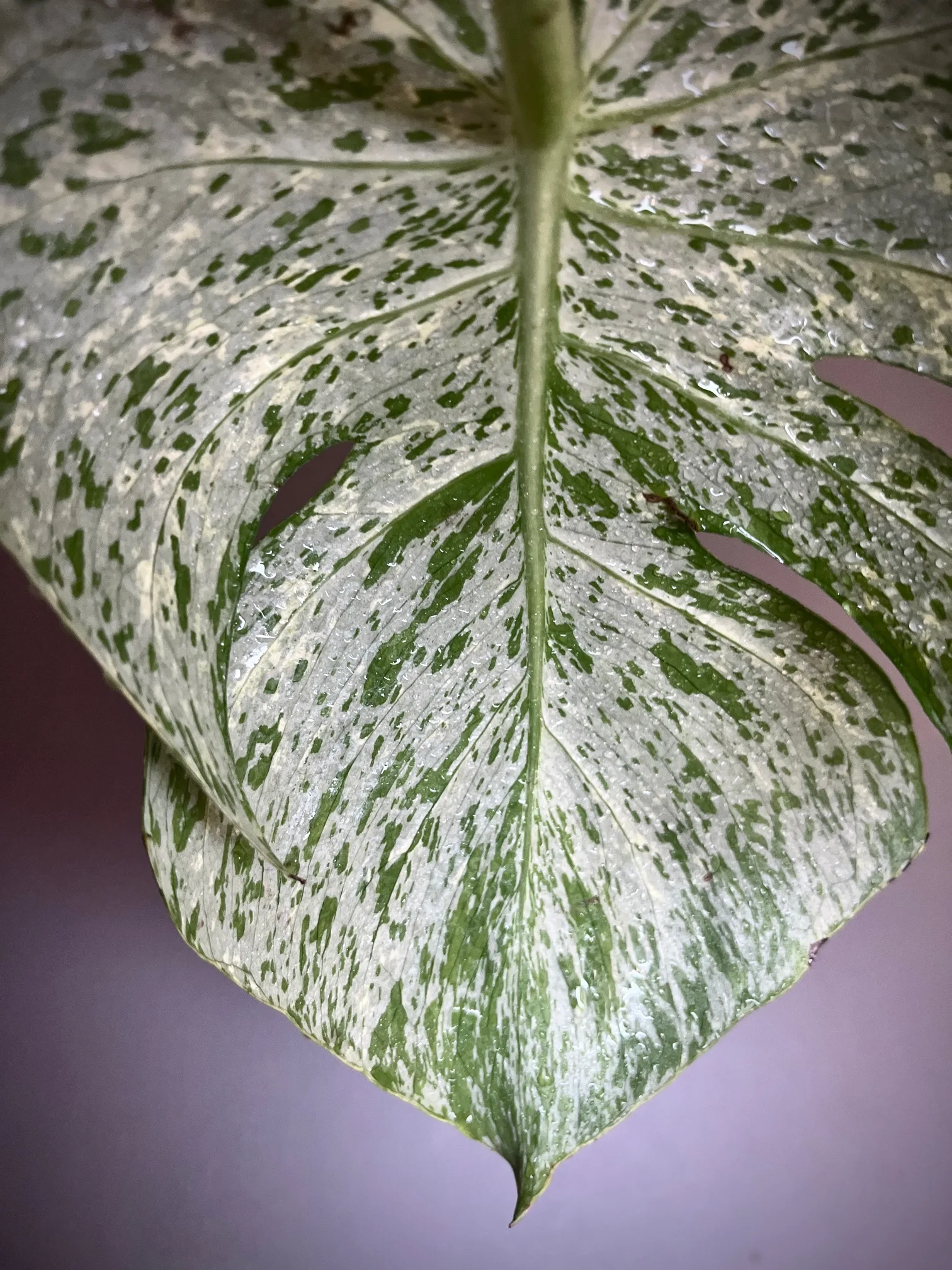 Monstera Deliciosa Bulbasaur