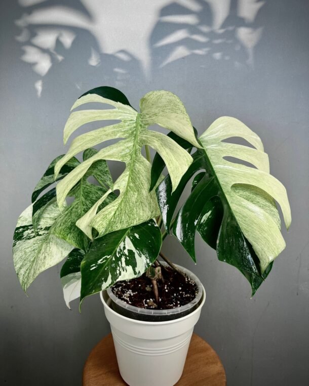 Monstera Jungle Min NoID