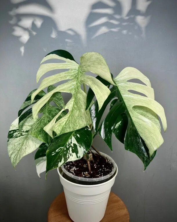 Monstera Jungle Min NoID