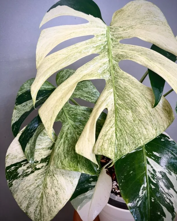 Monstera Jungle Min NoID