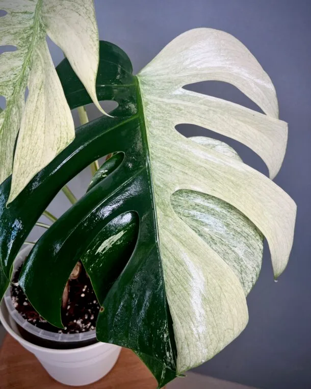 Monstera Jungle Min NoID
