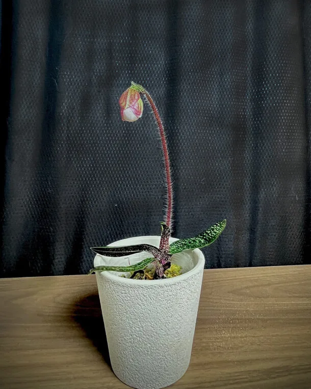 Orchid Paphiopedilum Micranthum