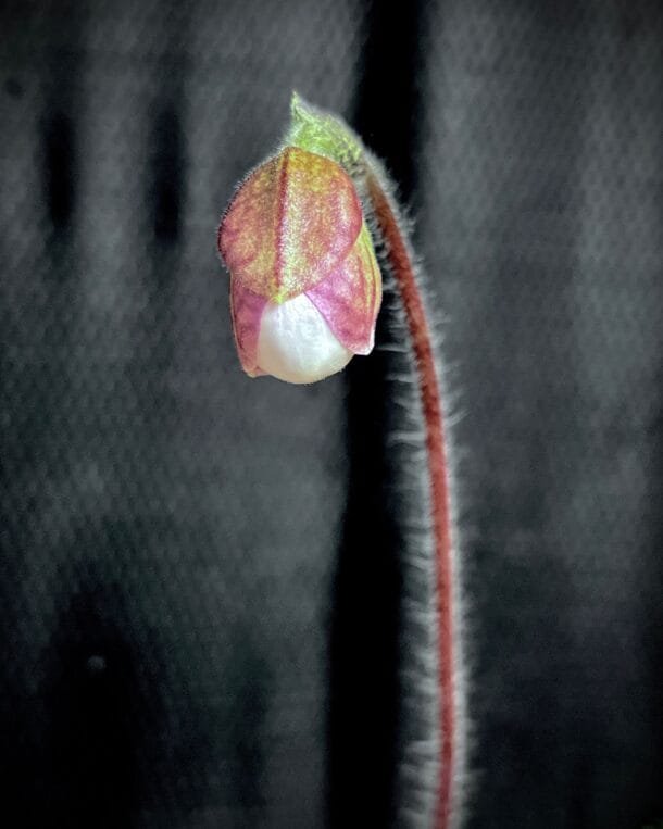 Orchid Paphiopedilum Micranthum