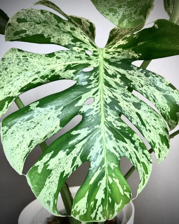 Monstera Deliciosa Bulbasaur