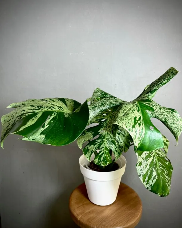 Monstera Deliciosa Bulbasaur