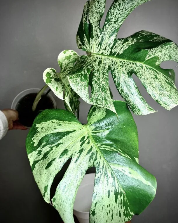 Monstera Deliciosa Bulbasaur