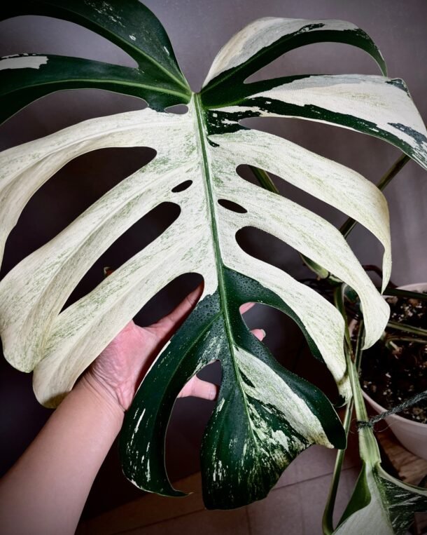 Monstera Jungle Mint NoID XXL mature