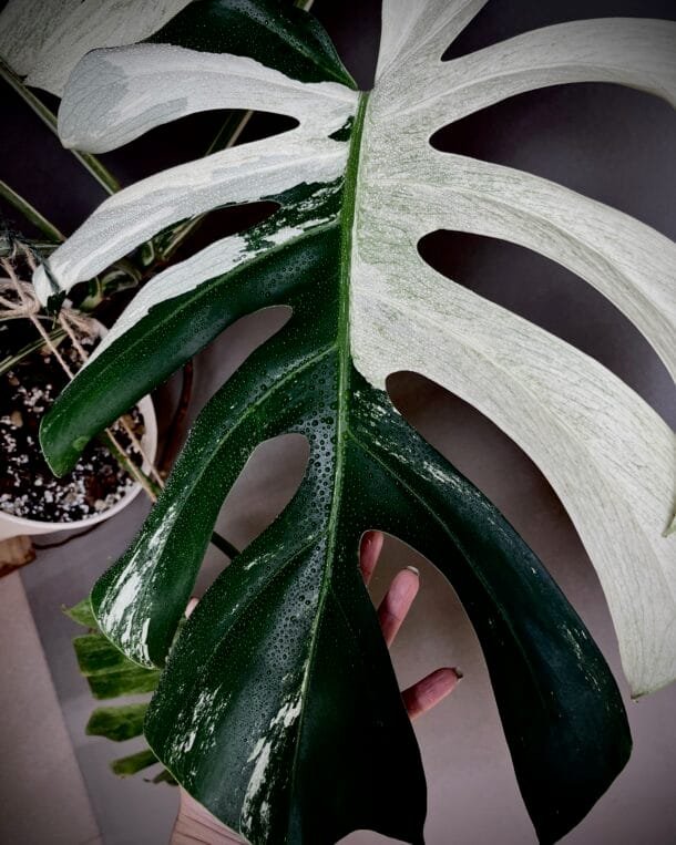Monstera Jungle Mint NoID XXL mature