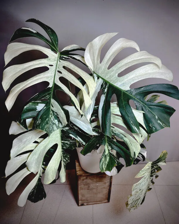 Accueil 24 Monstera Jungle Mint NoID XXL mature