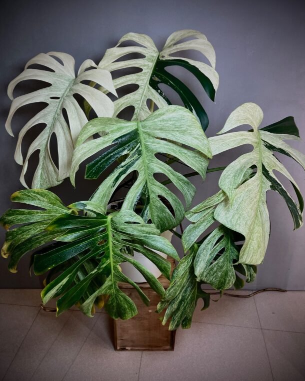 Monstera Jungle Mint NoID mature