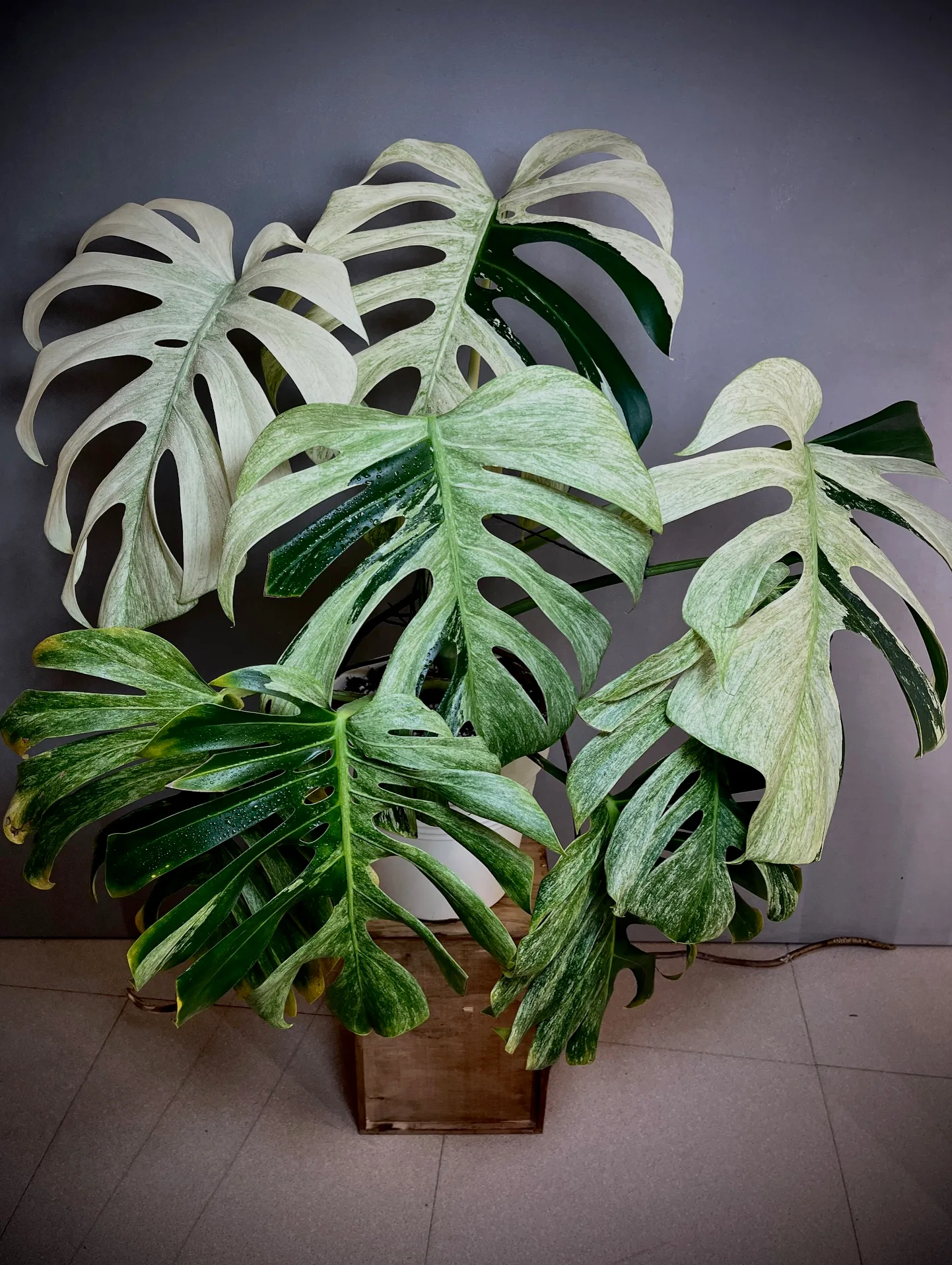 Monstera Jungle Mint NoID mature