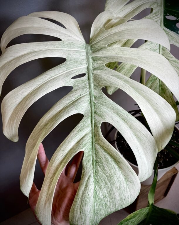 Monstera Jungle Mint NoID mature