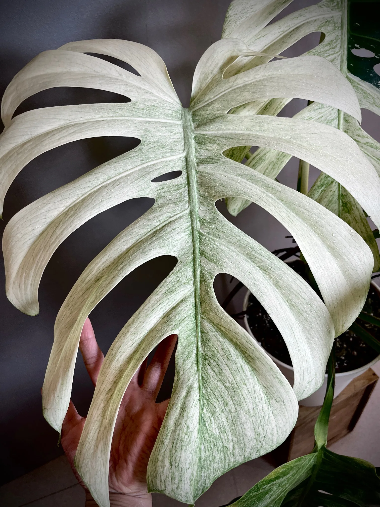 Monstera Jungle Mint NoID mature