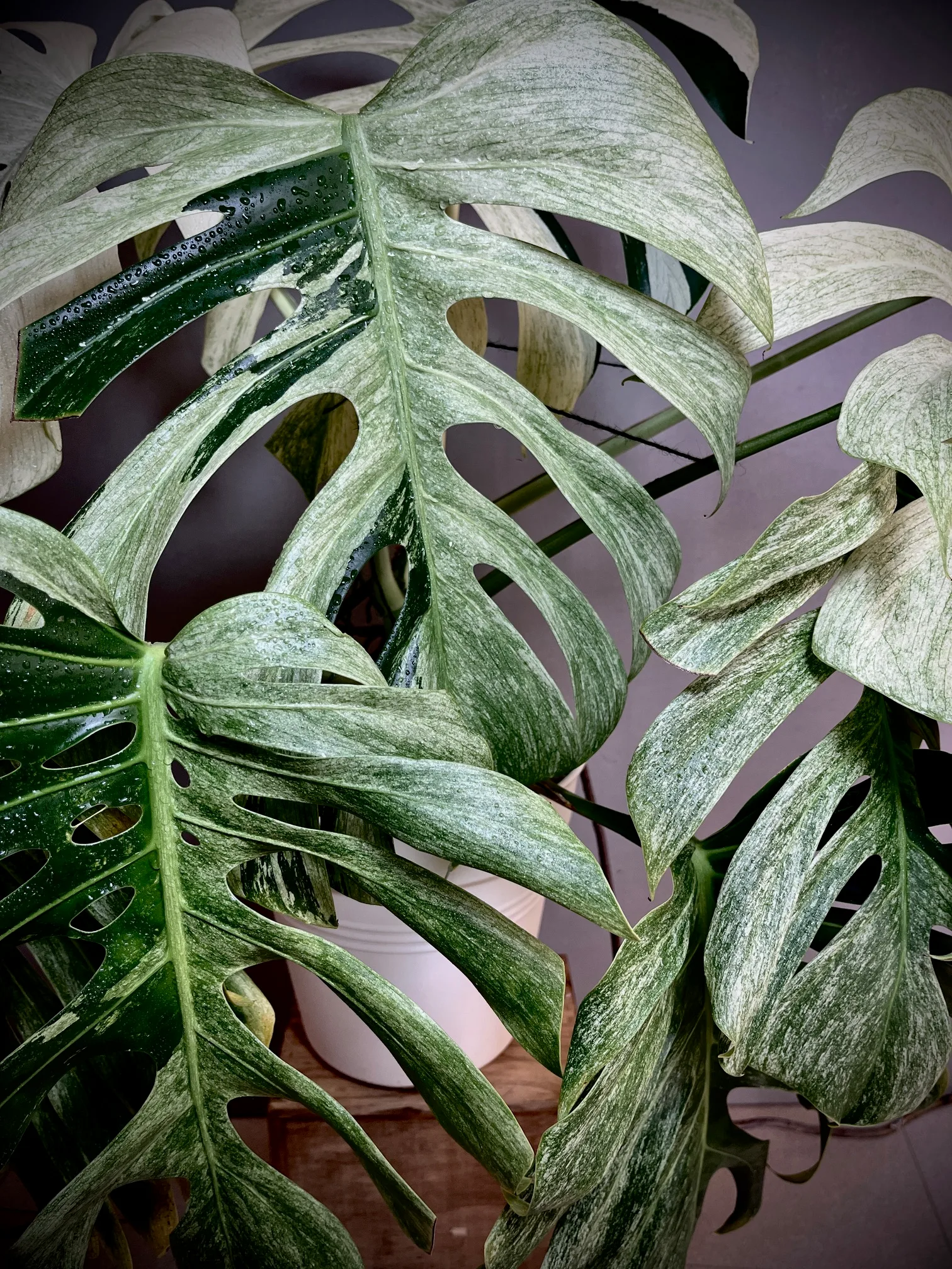 Monstera Jungle Mint NoID mature