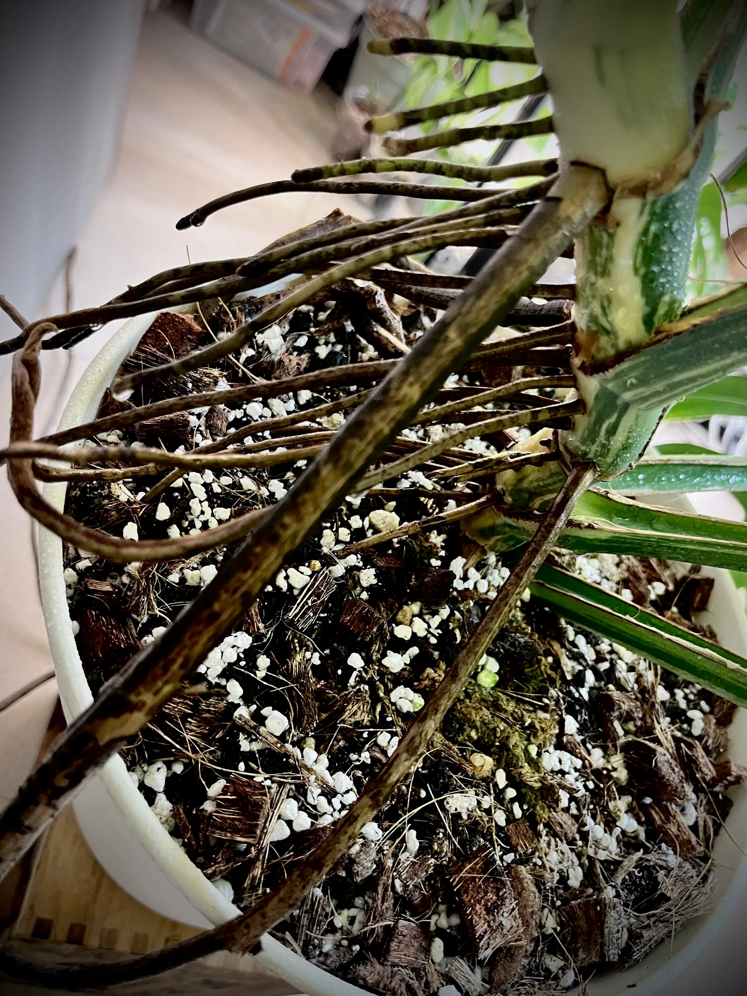 Monstera Jungle Mint NoID mature