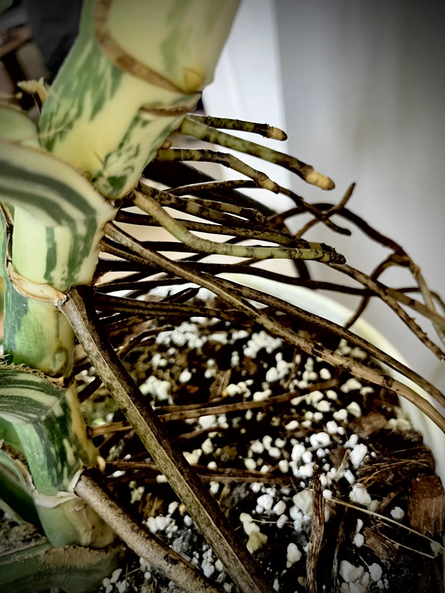 Monstera Jungle Mint NoID mature
