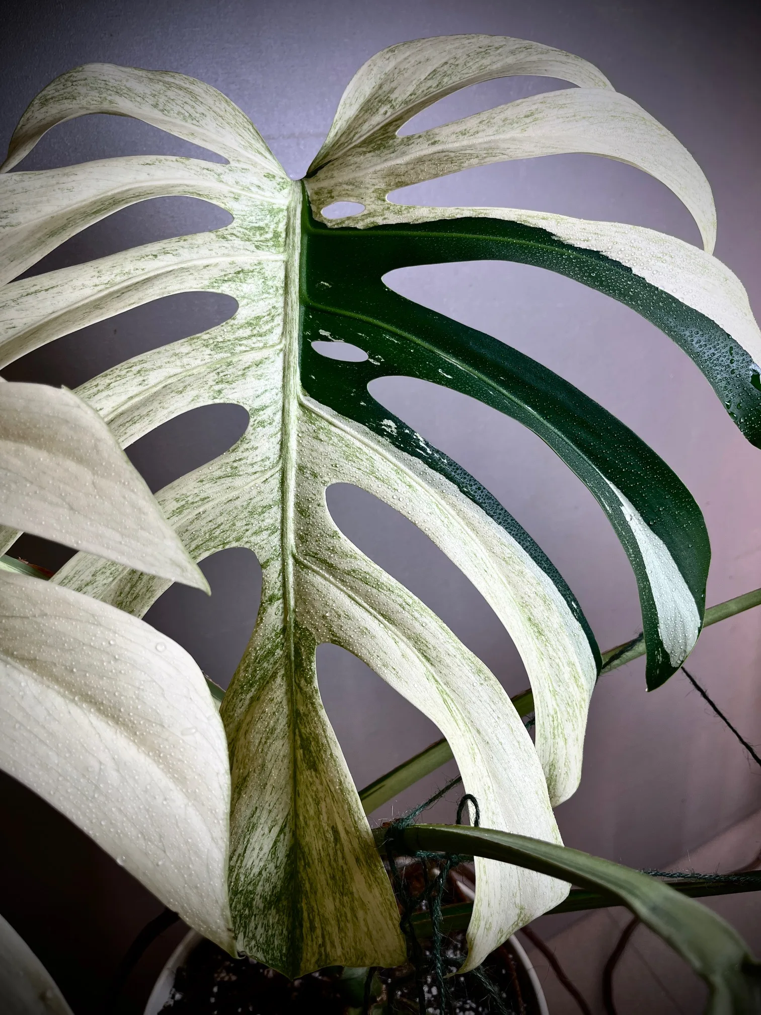 Monstera Jungle Mint NoID mature
